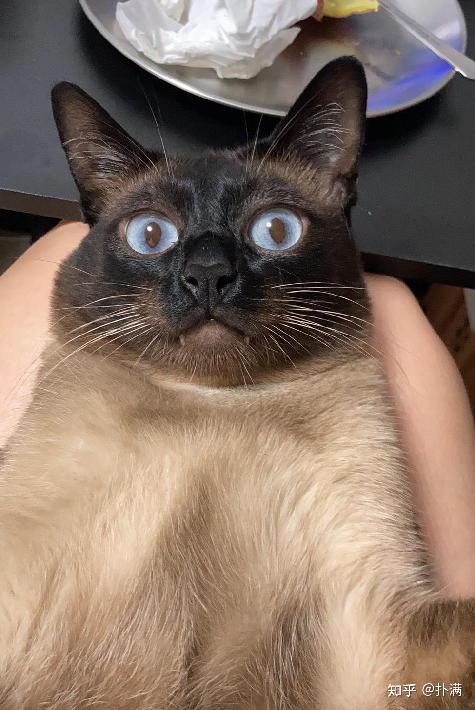 暹罗猫是百分之百会养黑吗? - 知乎