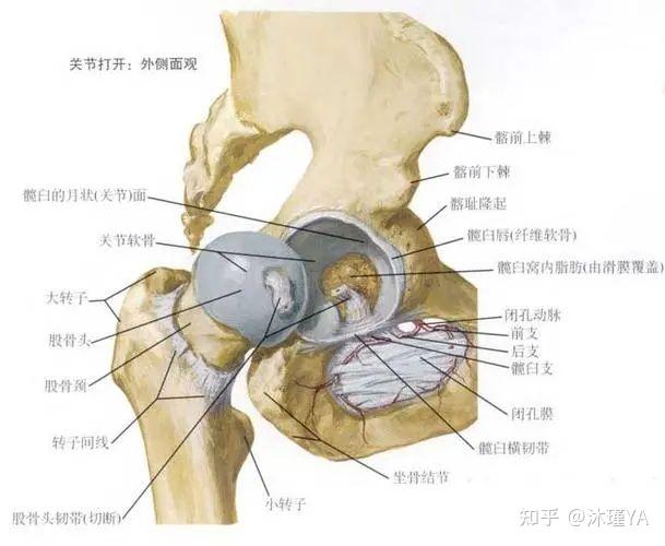 股骨转子 解剖图图片
