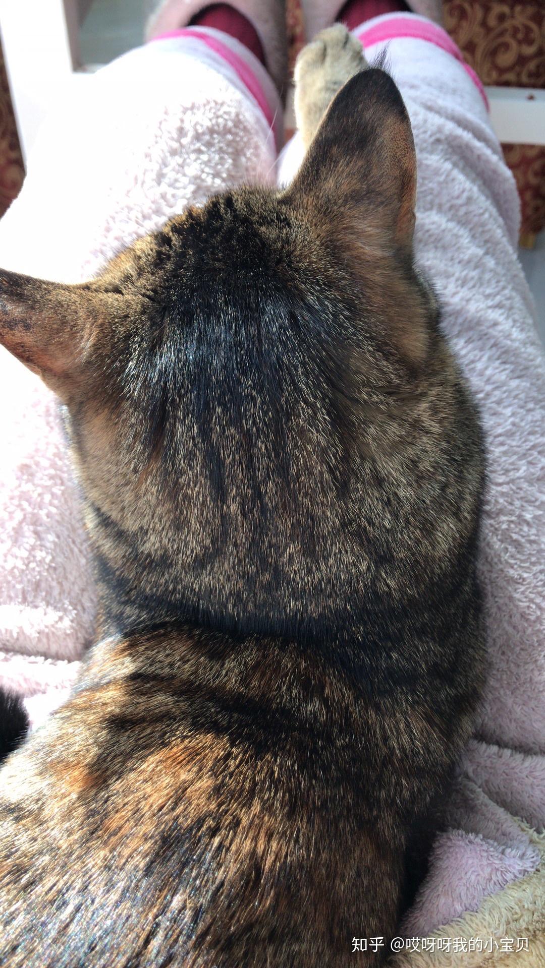 猫的后脑勺到底有多可爱