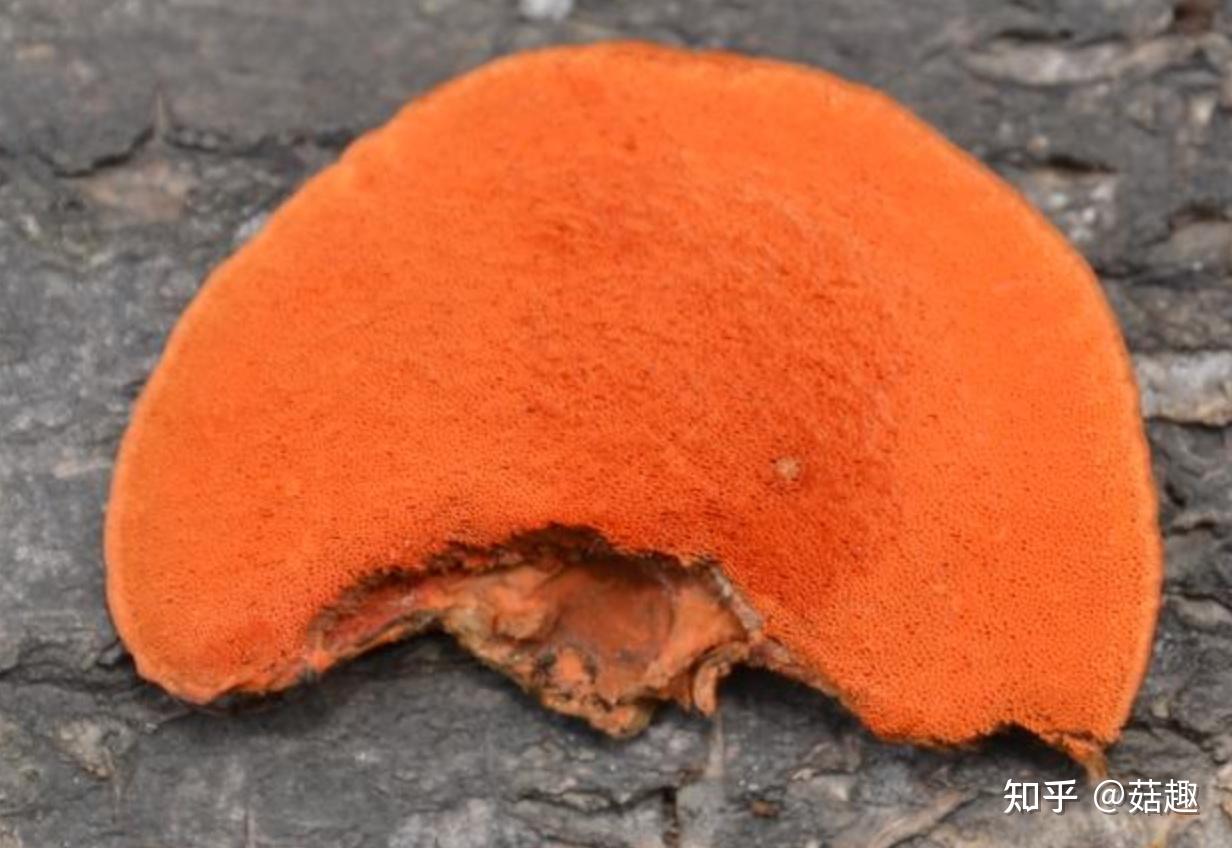 菇趣——朱红栓菌 - 知乎