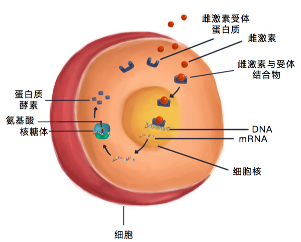 再生美胸知识讲堂 第二讲 青春期后 乳房再次成长增大的根本原因和方法 知乎