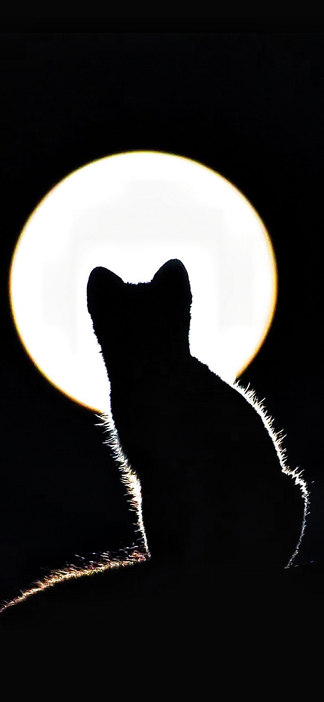 有没有月亮与猫同屏的壁纸无水印