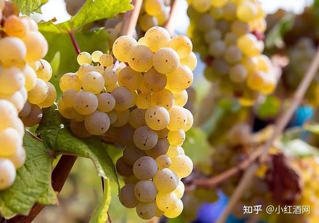 全世界80%的葡萄酒和它们有关 - 知乎