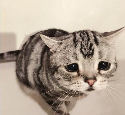 猫咪会因为伤心难过哭泣吗?
