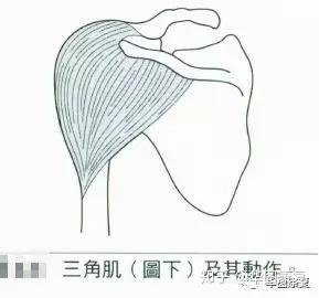 肌肉系統維持姿勢的解剖學與肌動學