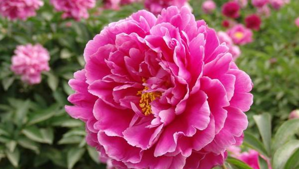 牡丹花如何养殖 v2-c2b62a607e469b0df2b4cda083311de5_1440w.jpg?source=172ae18b
