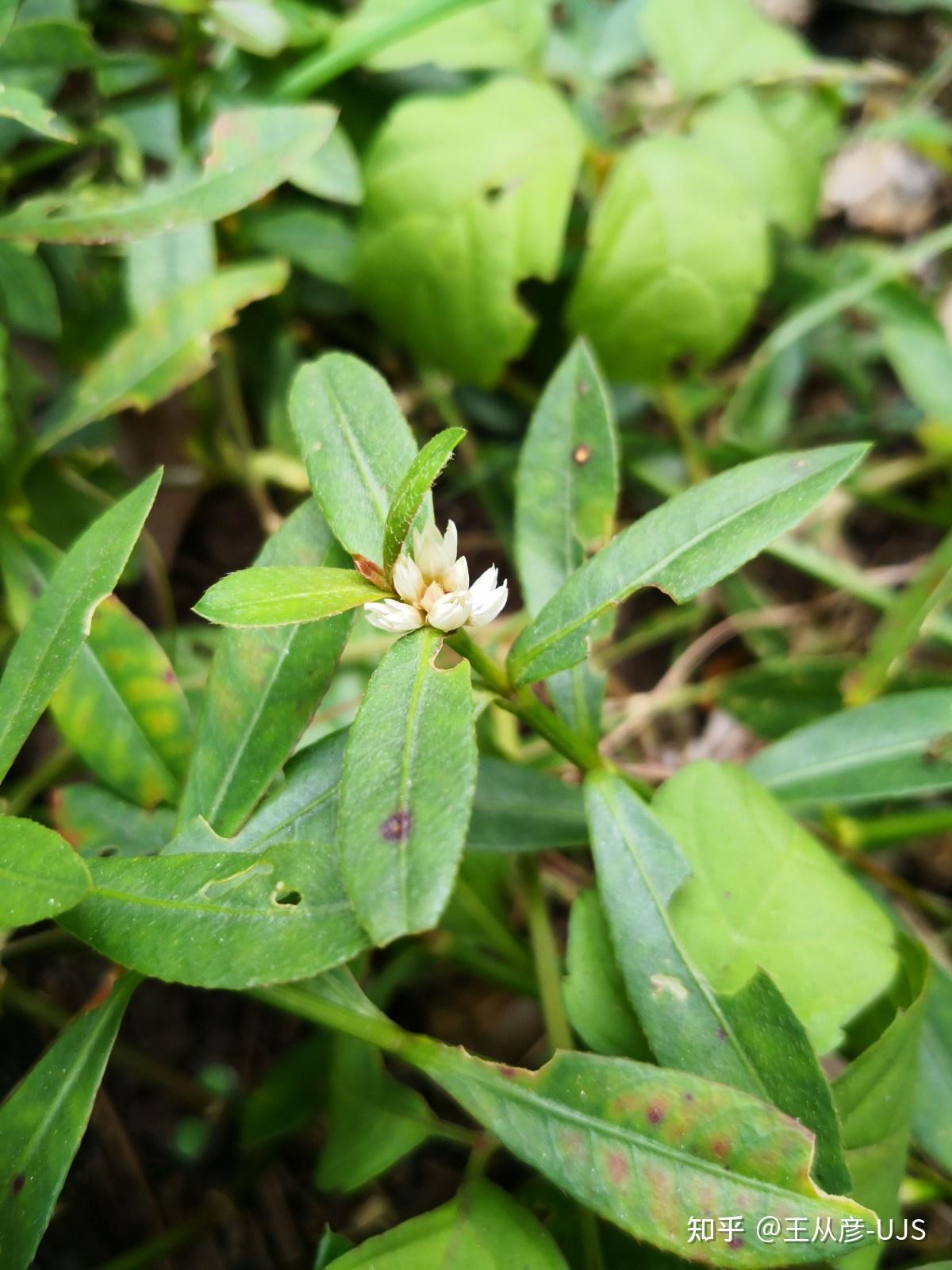 入侵植物空心莲子草/喜旱莲子草/水花生