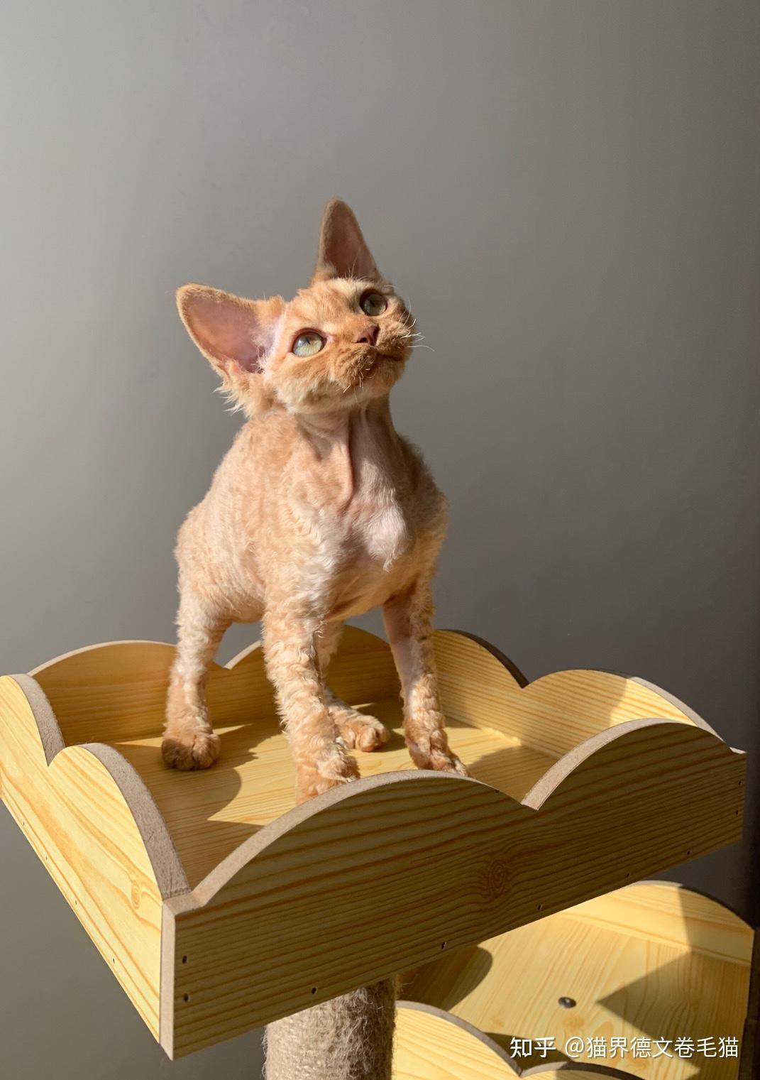 一万五买一只德文卷毛猫贵吗? - 知乎