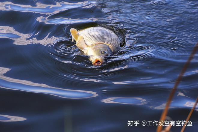 用路亚钓鲤鱼用什么饵？该怎么钓？ - 知乎