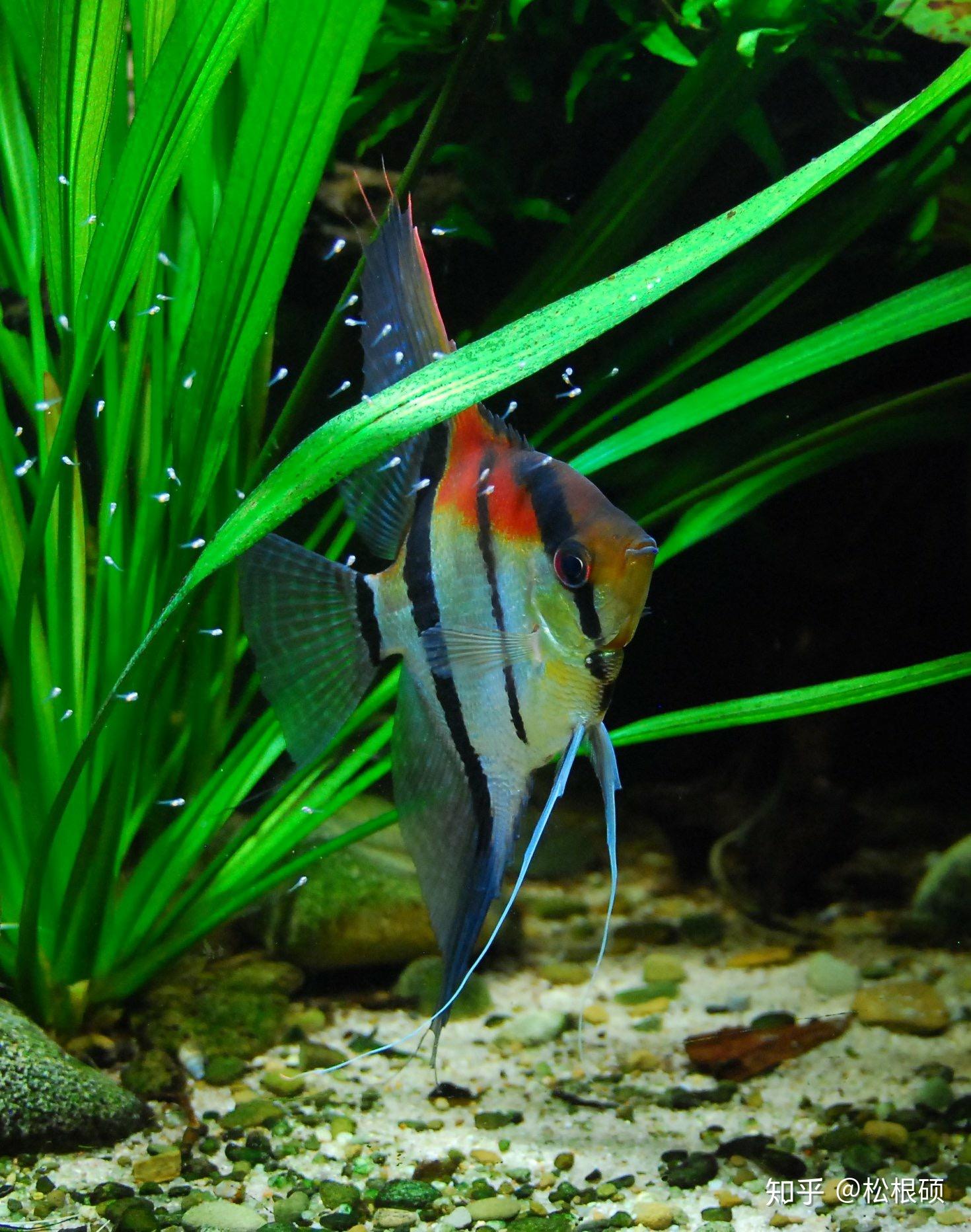 神仙鱼如何照顾它们的幼仔