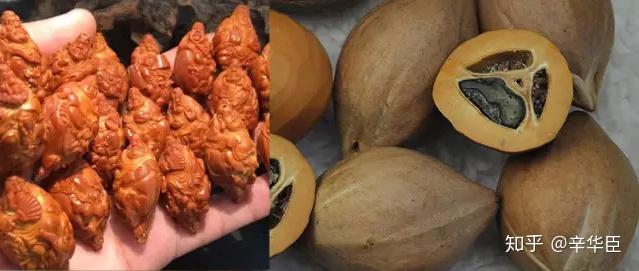 刀尖上的艺术——橄榄核原料分类(上) - 知乎