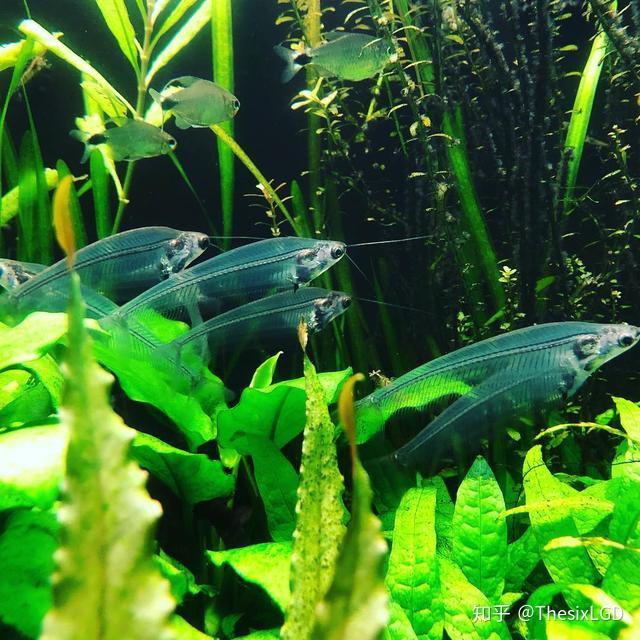 【草缸从零开始】水草生态造景缸中常用的观赏鱼虾螺