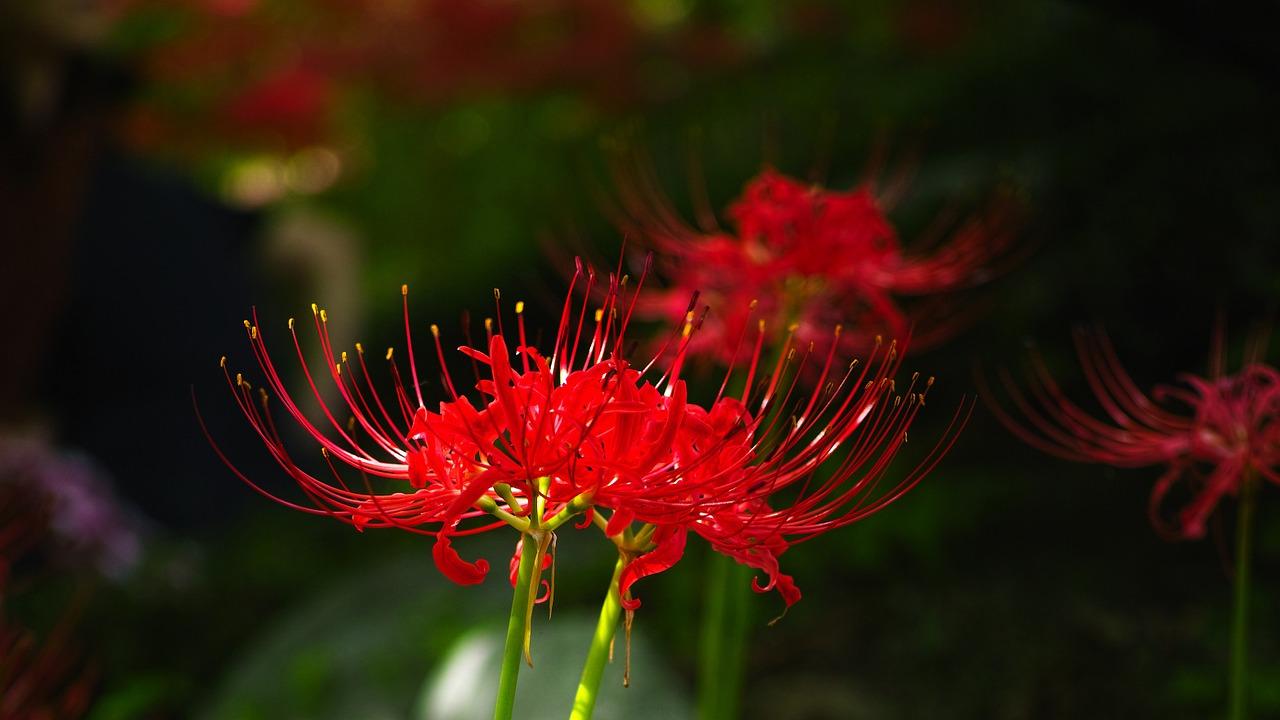 彼岸花与曼珠沙华 花叶永不相见的悲情究竟是什么 知乎 彼岸花与曼珠沙华 花叶永不相见的悲情究竟是什么 知乎