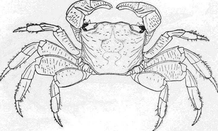 【动物界全系列】方蟹总科—相手蟹科(下):相手蟹