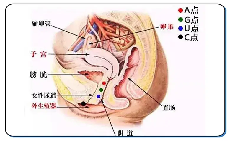 "女友的g点究竟如何才能找到…?