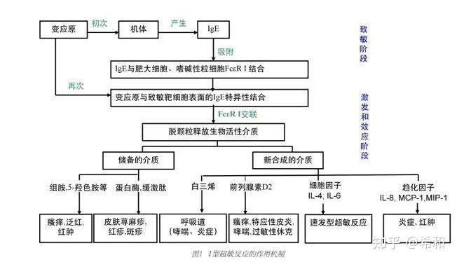 我们之所以会过敏(这里讨论的是i型超敏反应,速发型,也就是最普遍的