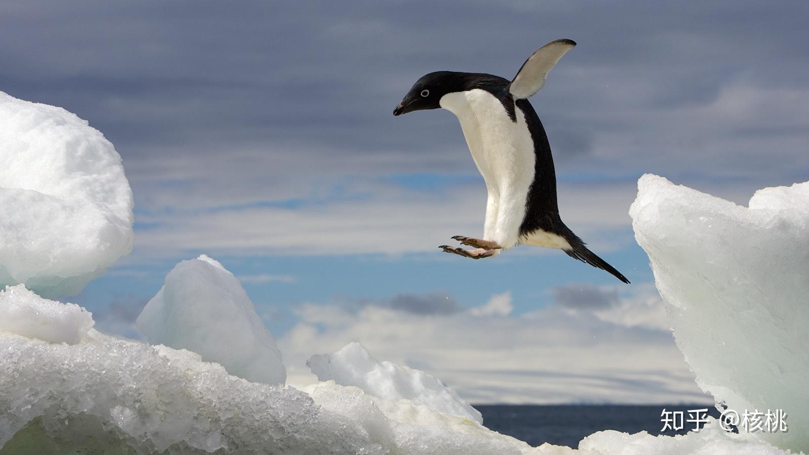 penguin’sgame图片