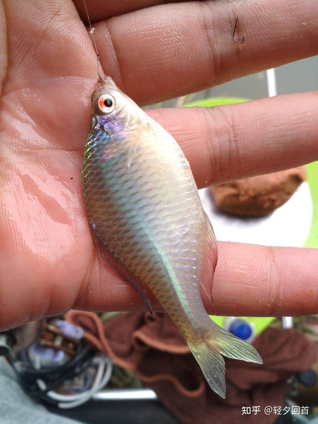 在比较浅的小溪里生活的小鱼是什么种类的鱼? - 知乎