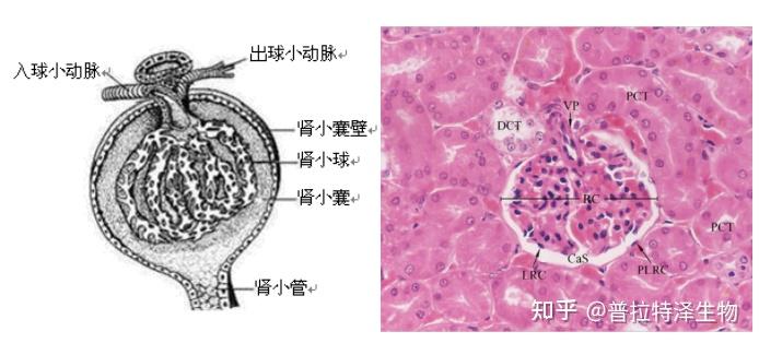 【精品技术】肾脏病理解析 - 知乎