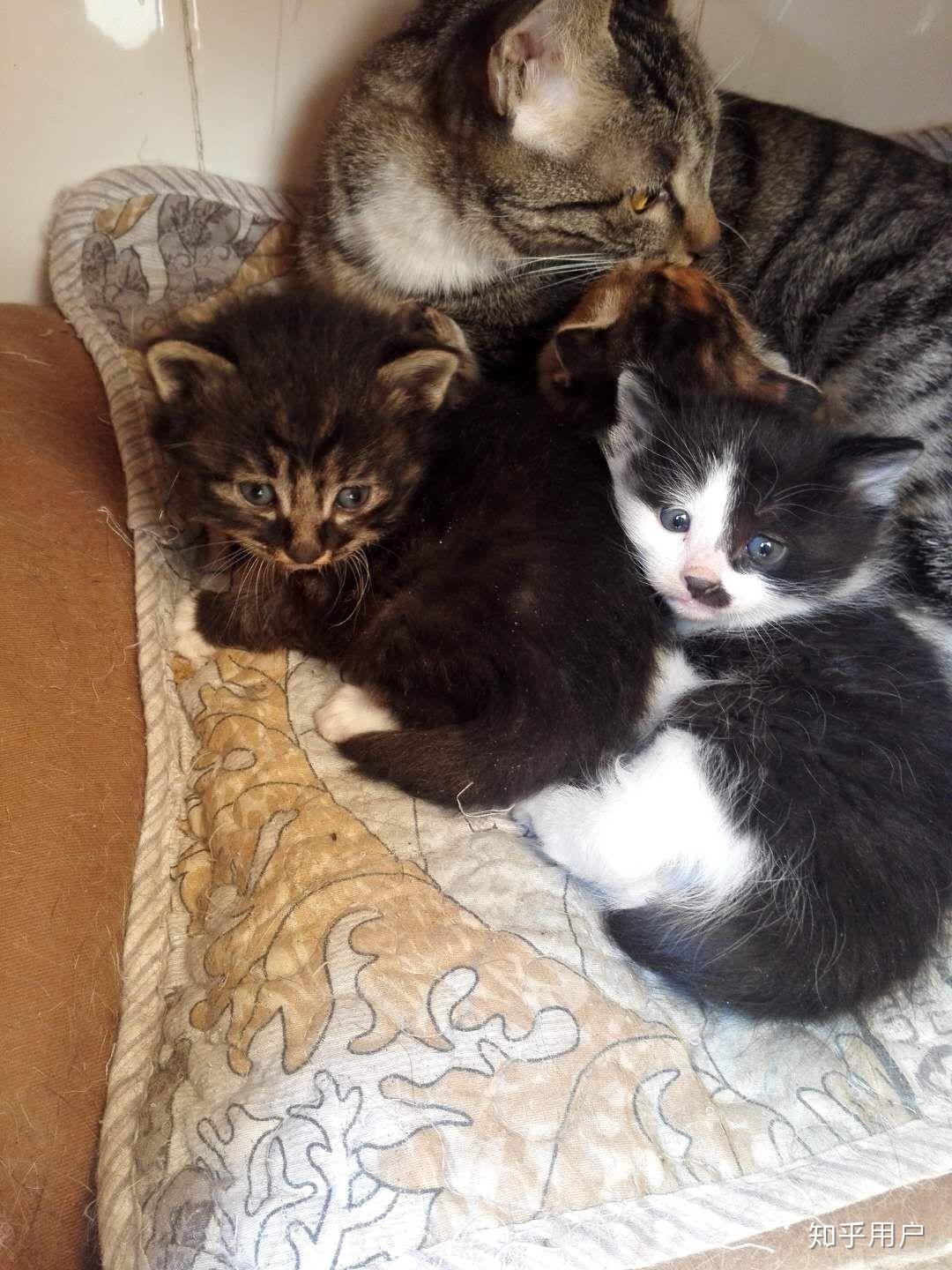 宠物店买的一只小土猫,带回家养了10天了,一点也喂不熟,至今不让我