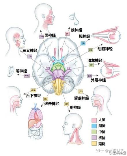 解剖 | 最全神经系统解剖图来了，每个医生都该看看 - 知乎
