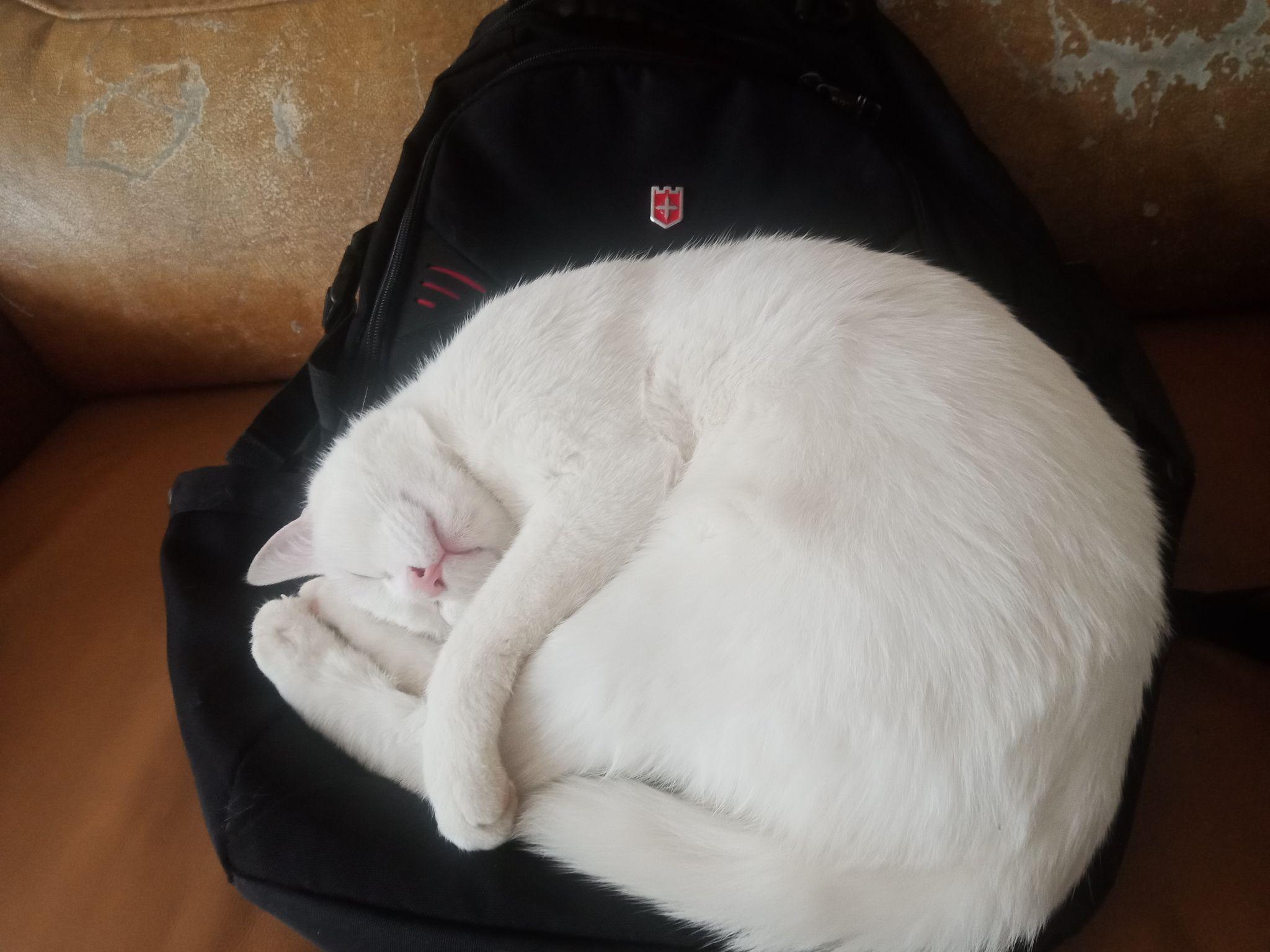 你家小动物有哪些「睡得真香」的睡姿?