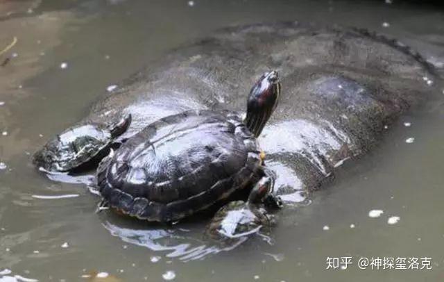 突然被拉黑是一種什麼感覺通天河老黿的變臉