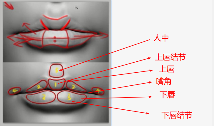 理解了构造,如果有一点绘画的理解,画的时候就有了思路.