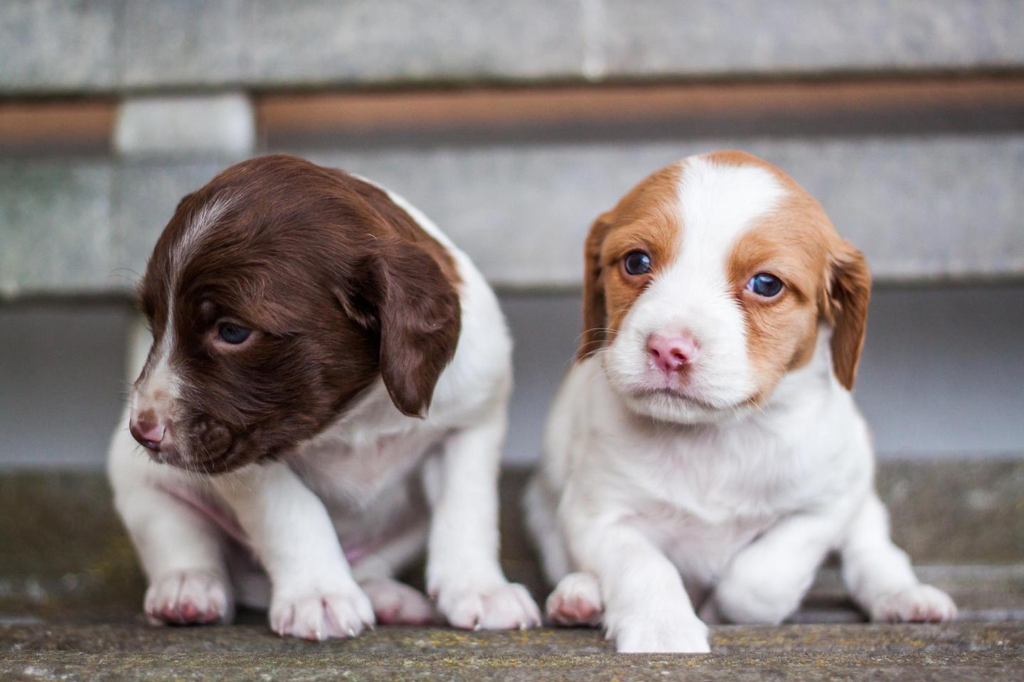 如何在幼犬发育期提供适度的营养 过犹不及 知乎