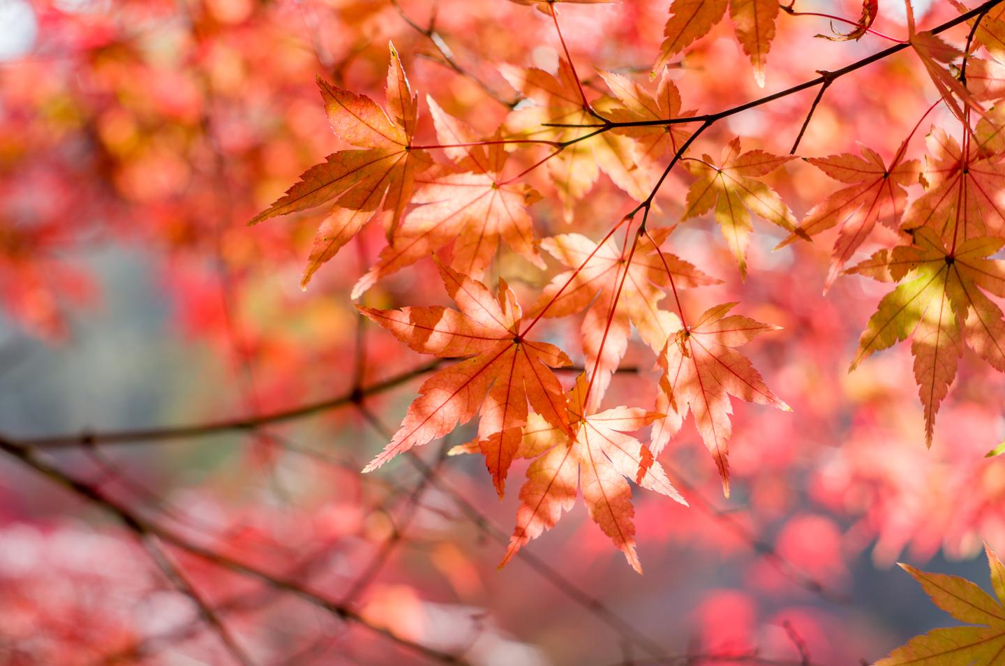 v2-c2fa1c2e9c5a6d940e6cc2f75ff1c510_1440w.jpg?source=172ae18b