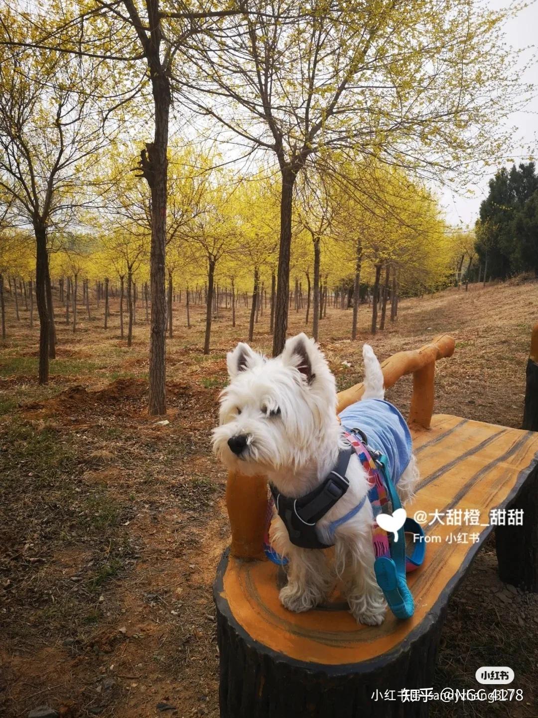 寵物友好地圖北京公園篇乾貨pups