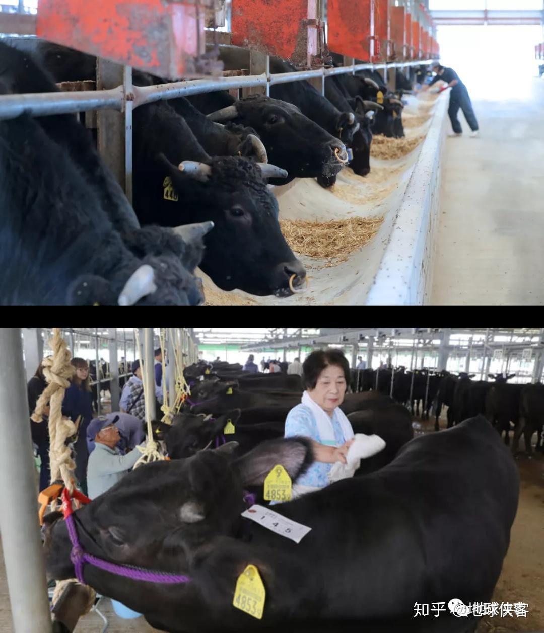 日本和牛是怎样养成的?