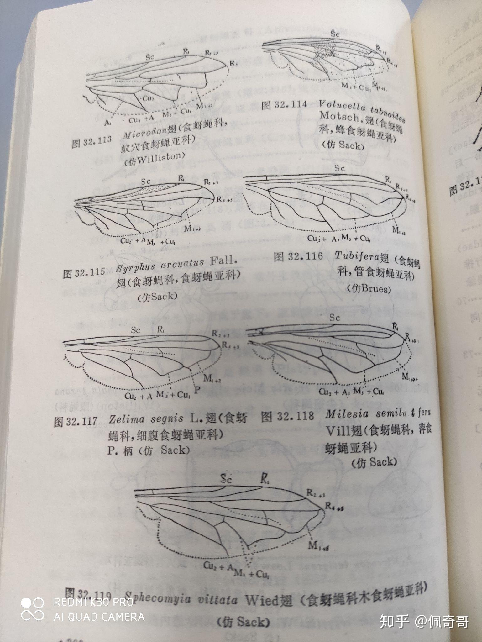 没有食蚜虻只有食蚜蝇