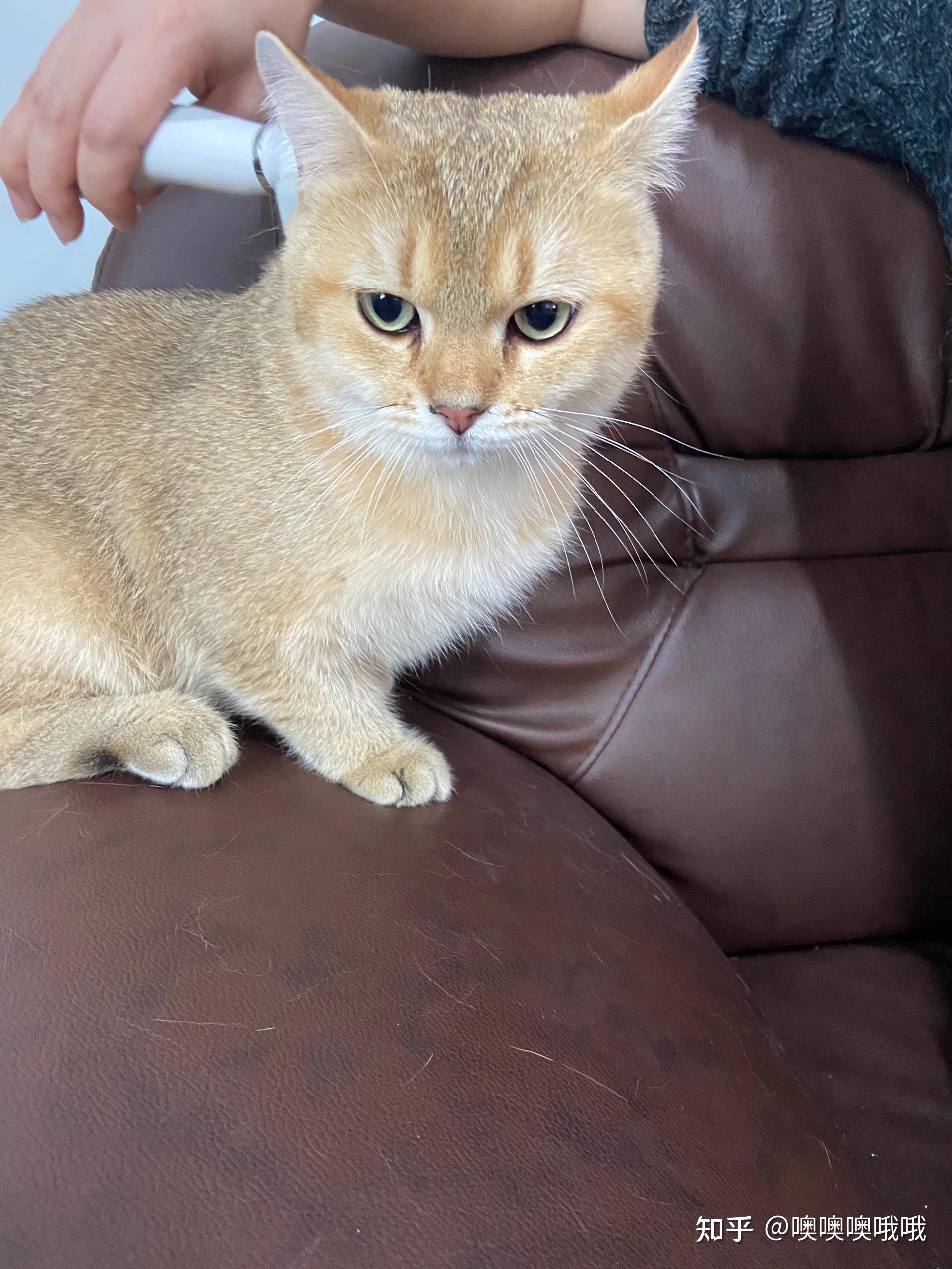 能看看你家猫咪的自拍照吗