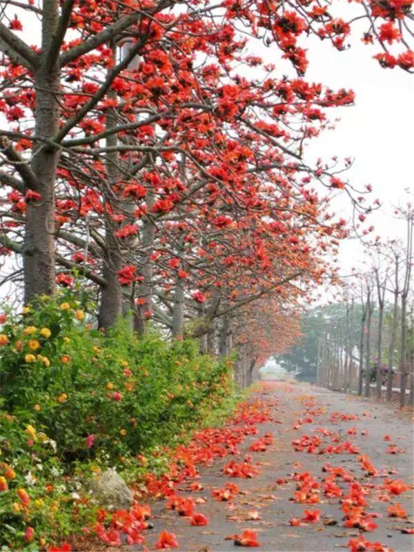 一次把这100种 常见植物说清楚 知乎