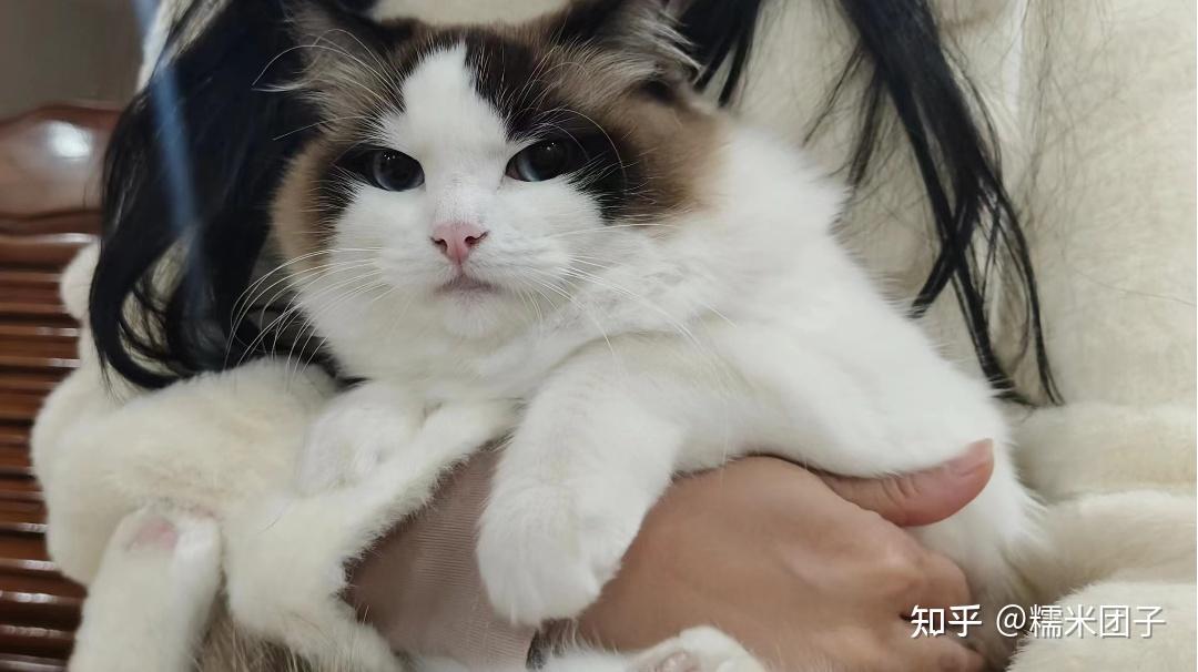 这只3500的布偶猫可以吗