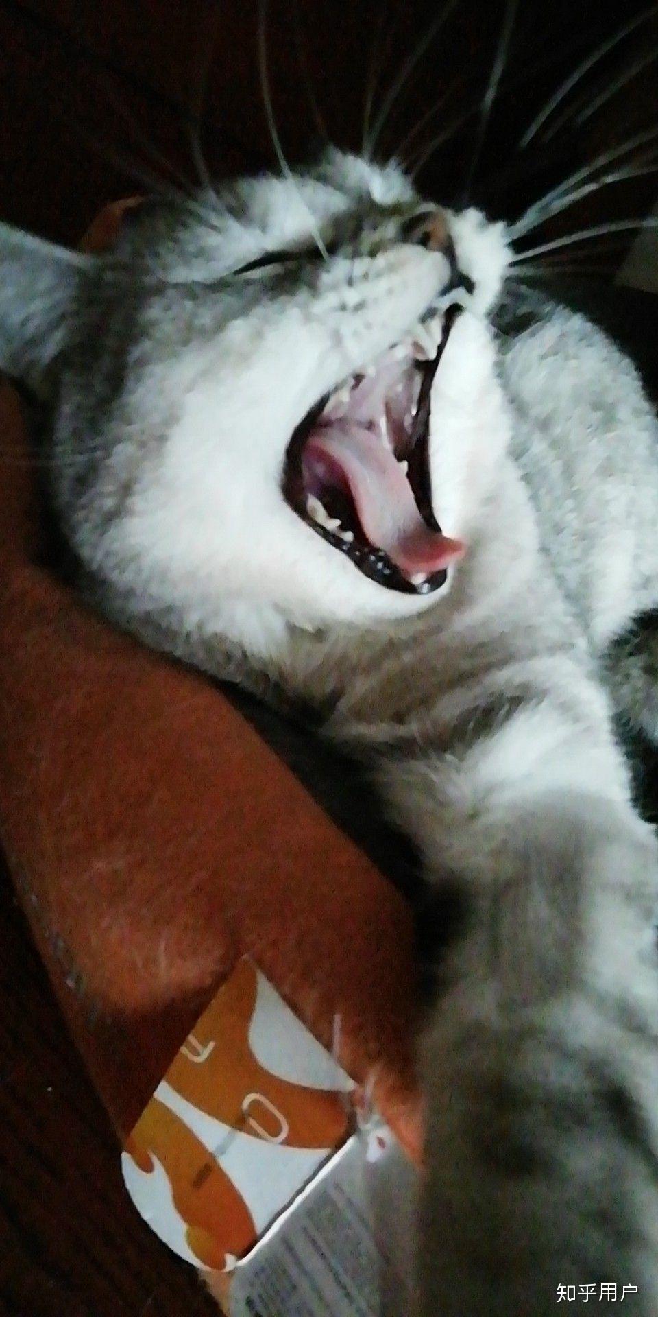 看到铲屎官被打,猫会有什么反应?