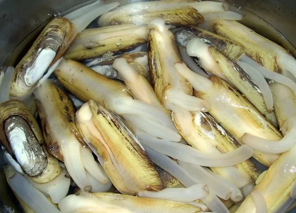 马刀,蛏虷(hán),毛蛏蛤,蛏子皇,西施舌等;旧属毛蛏科,又有说竹蛏科
