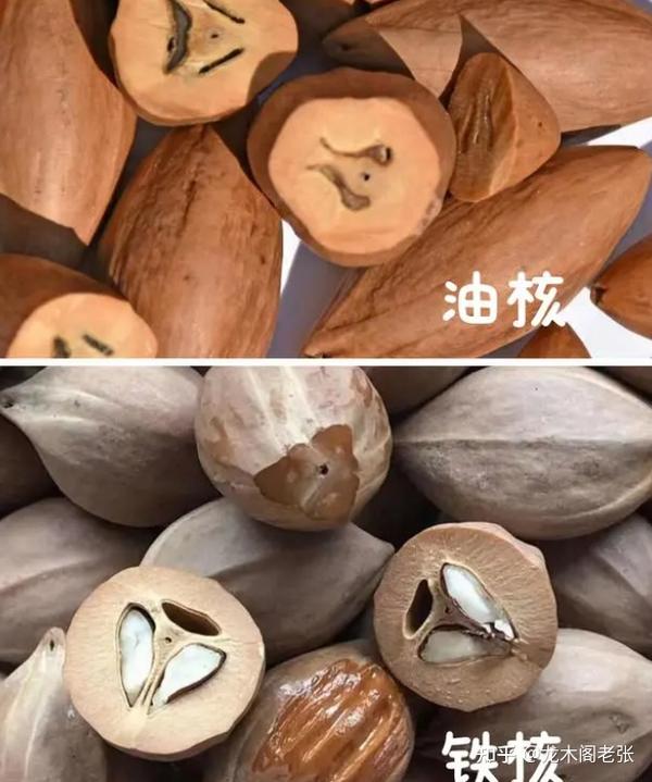如何区分橄榄核的铁核和油核 - 知乎
