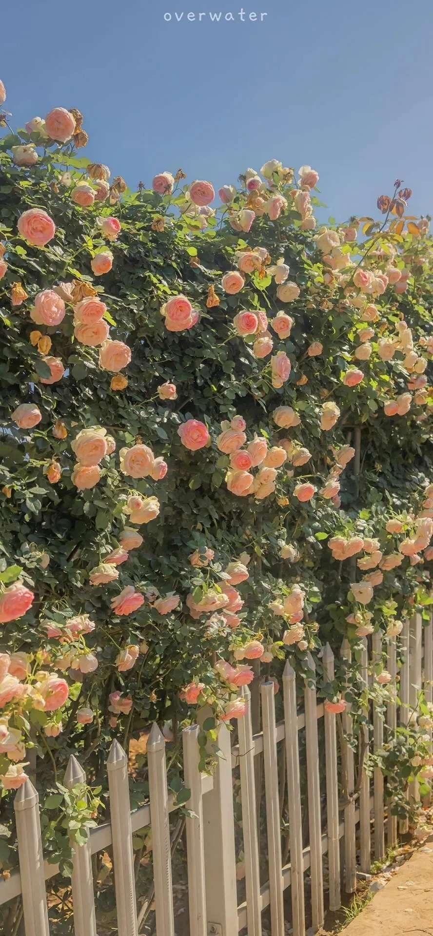 有哪些好看的全面屏手机壁纸或微信聊天背景图片? - 知乎