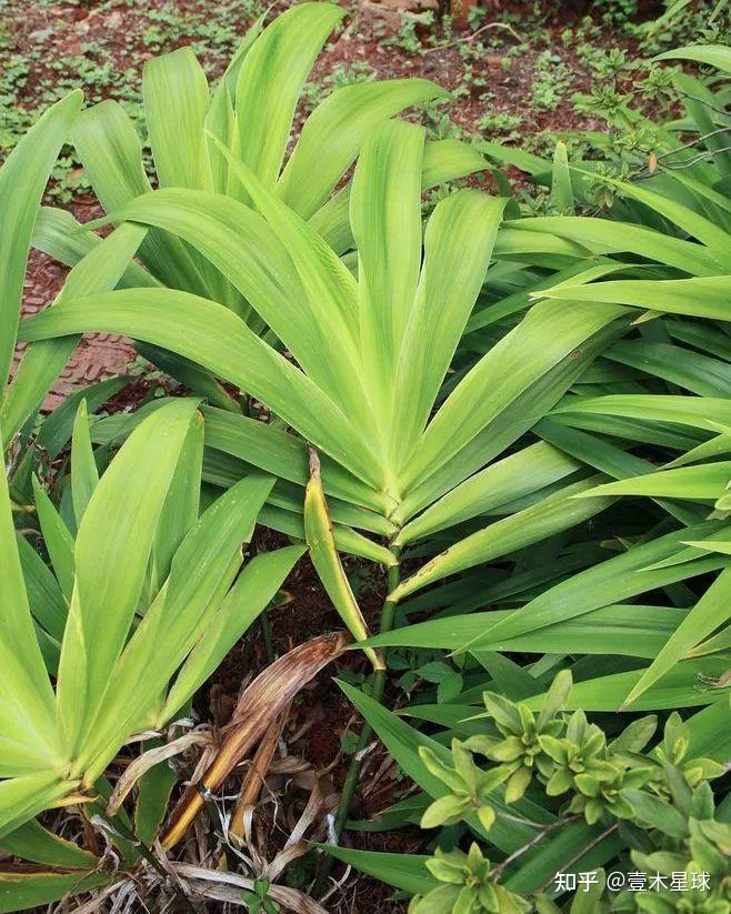 菖蒲和鸢尾的区别?