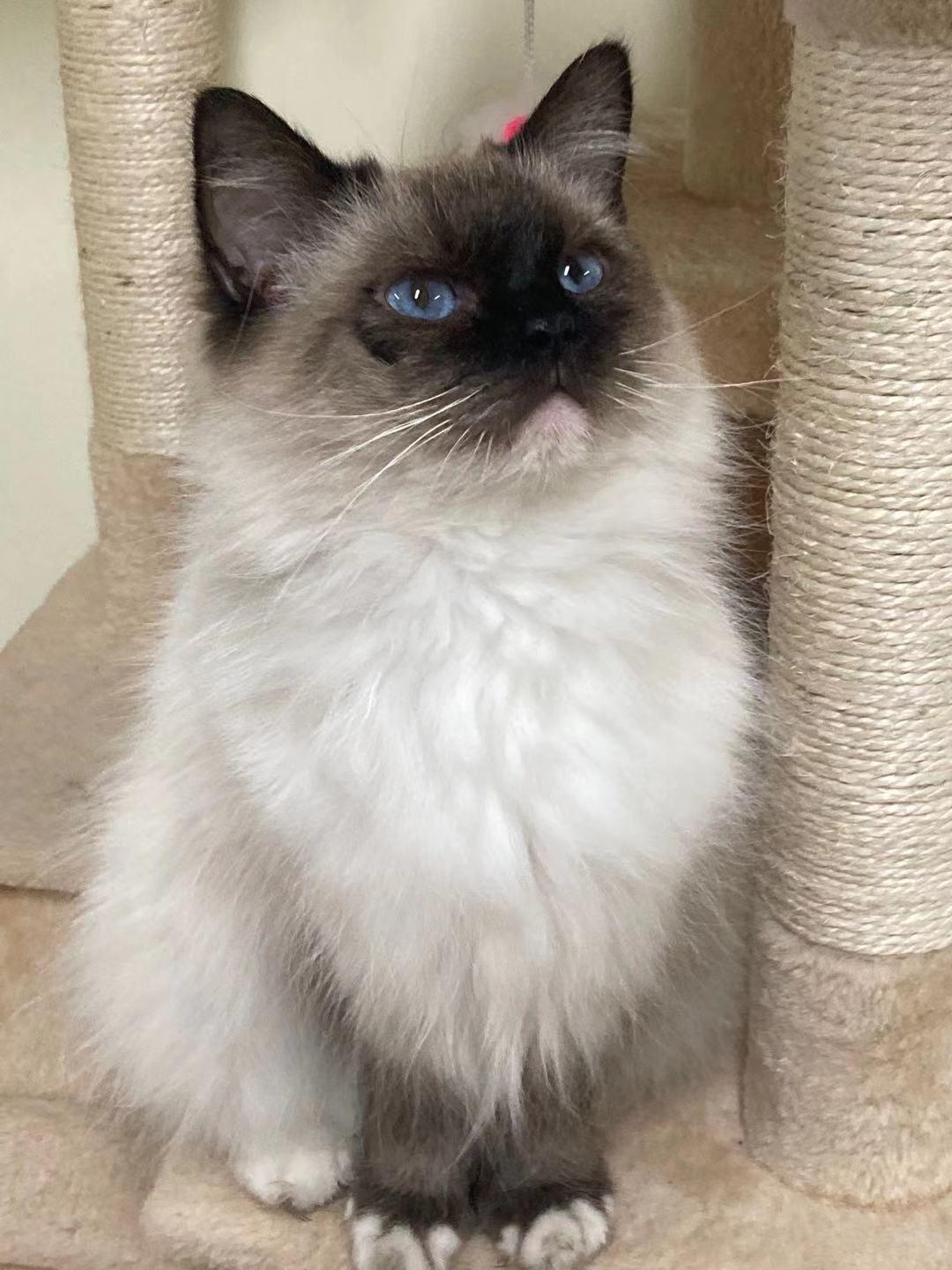 布偶猫500元可以买到吗