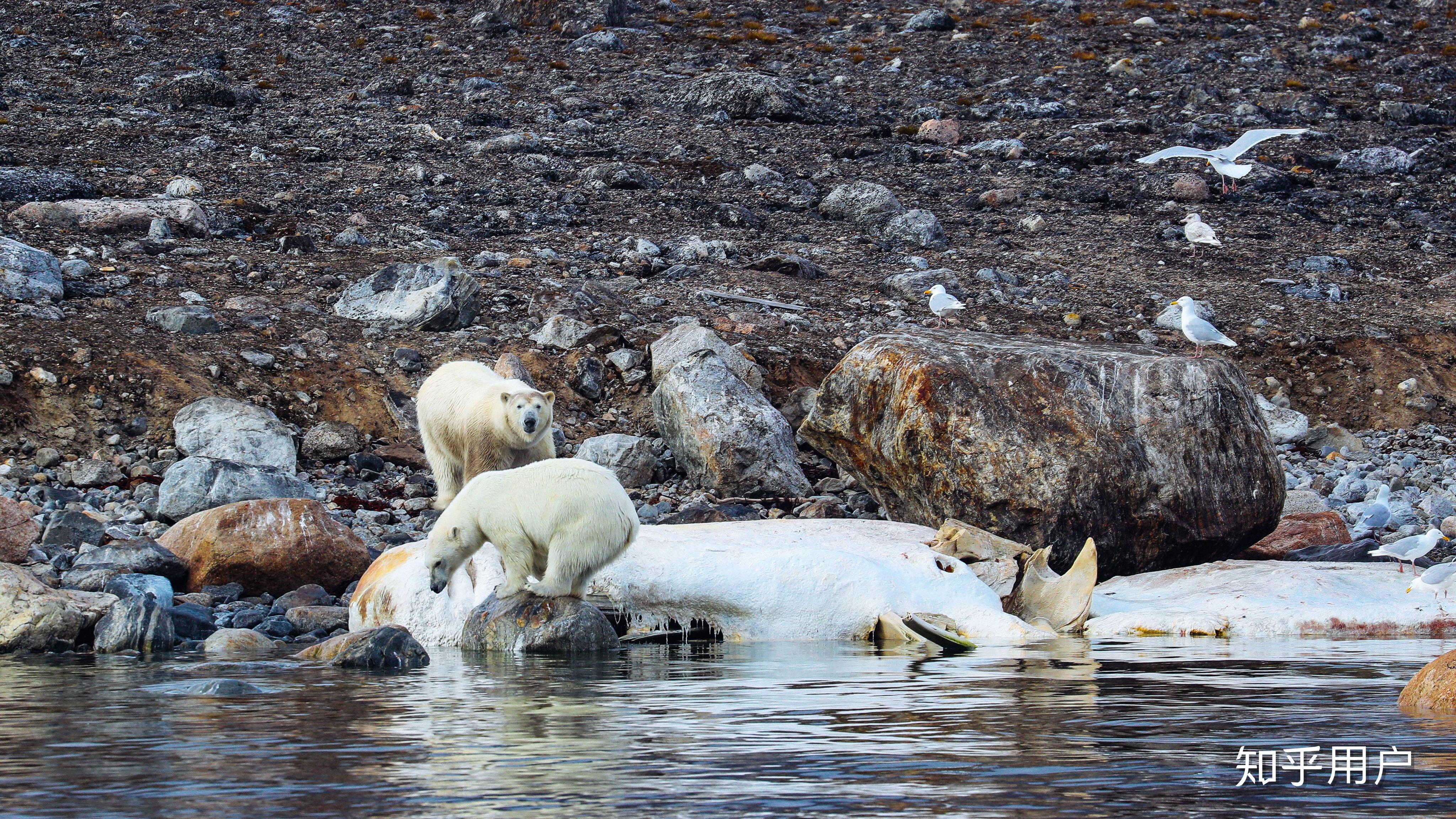 地球上是否存在没有天敌的动物不包括人类