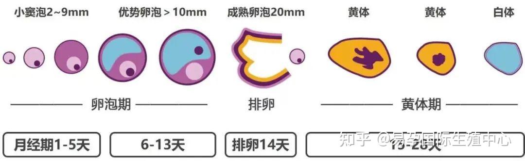 卵子的小棉袄—颗粒细胞——易孕国际生殖 - 知乎