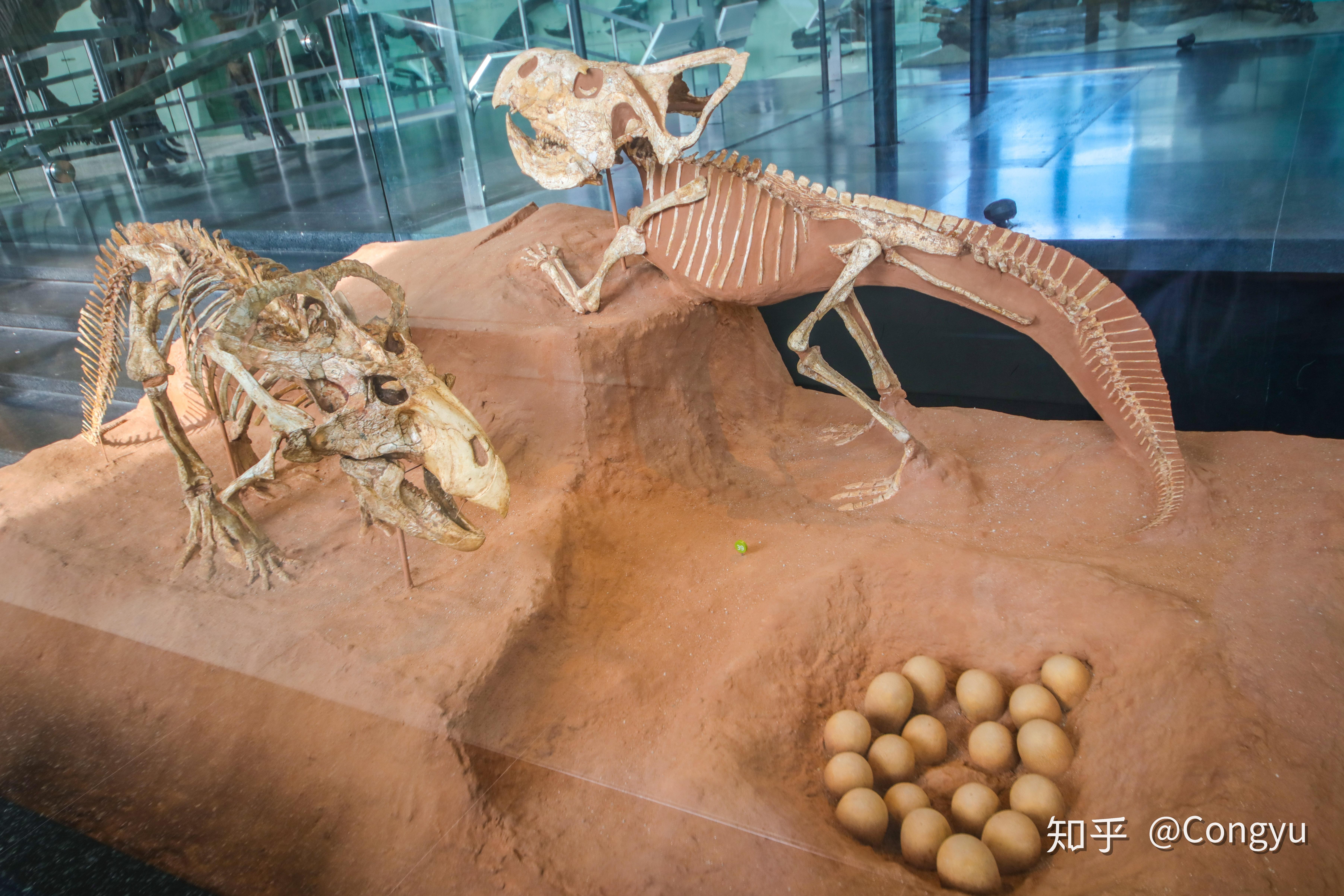 为什么霸王龙的化石比较完整?