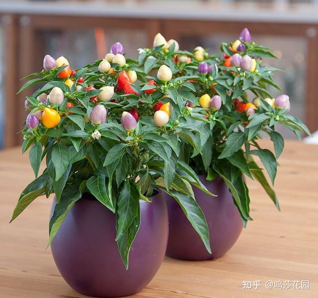 辣椒树好看这件事古人就知道