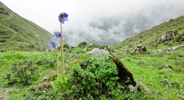 许巍歌中的"蓝莲花",就怒放在青藏高原的后花园.