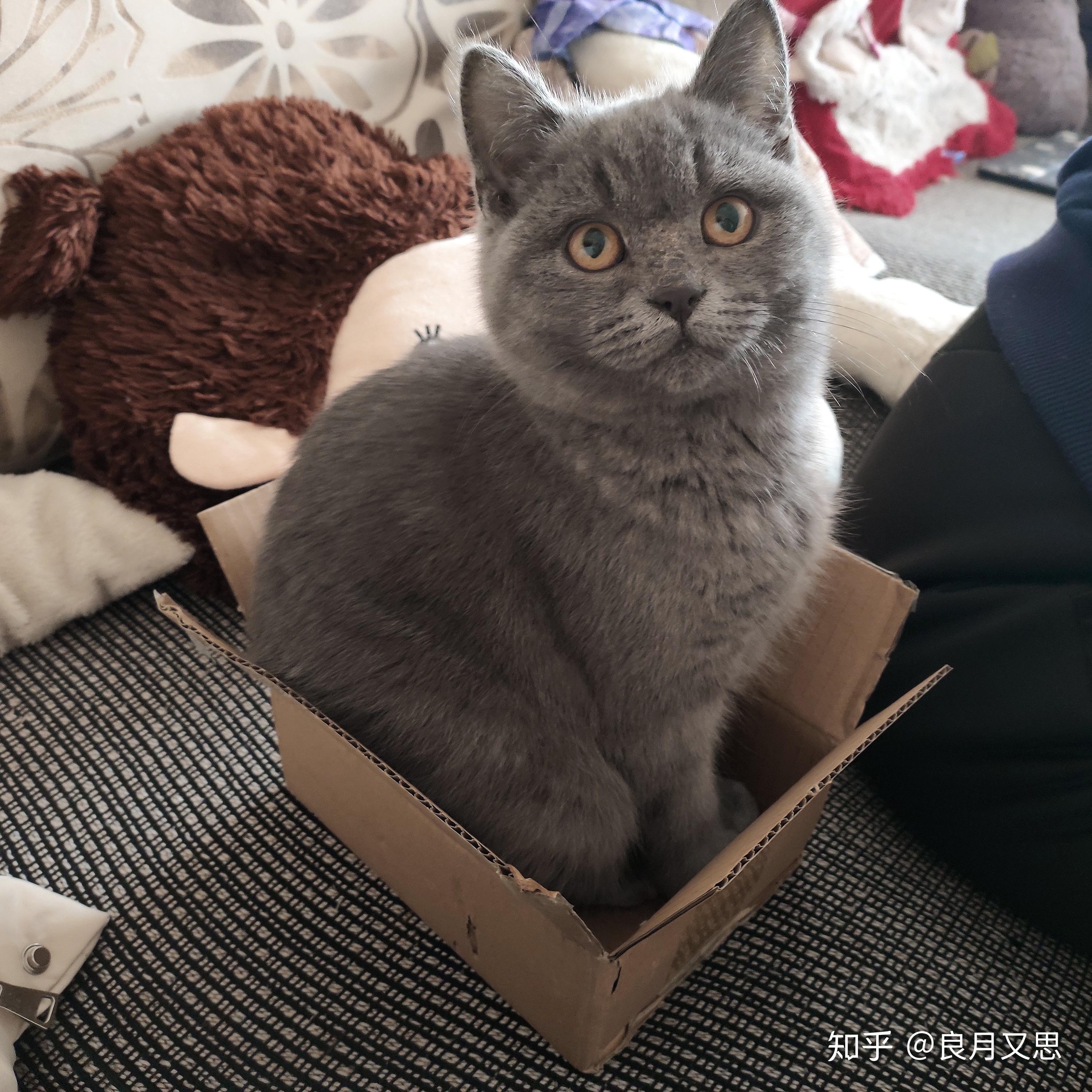 请问我家蓝猫四个月脸那么尖正常吗身上好多竖起来的碎毛是尴尬期吗公