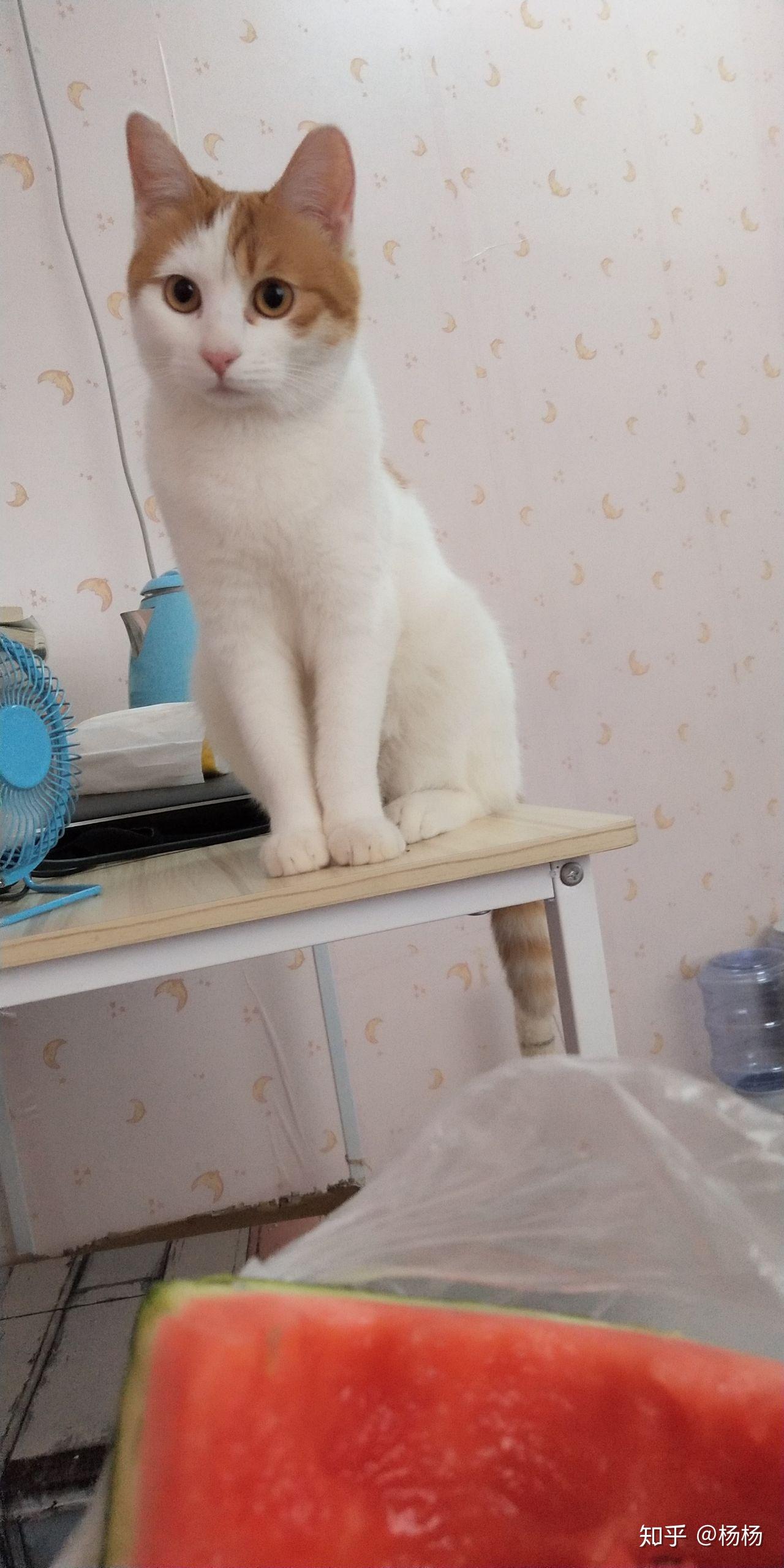 我家养了一只黄白相间的土猫,一直当宠物猫养,小时候还挺粘人的,但是