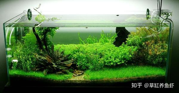 海水鱼缸和淡水鱼缸 你该怎么选 分析对比出真知 知乎 海水鱼缸和淡水鱼缸 你该怎么选 分析对比出真知 知乎